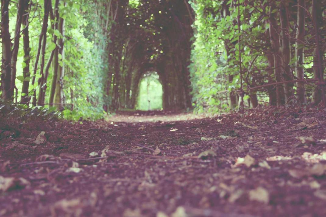 Ducimus in consequatur et